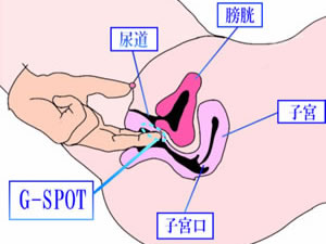 Gスポット